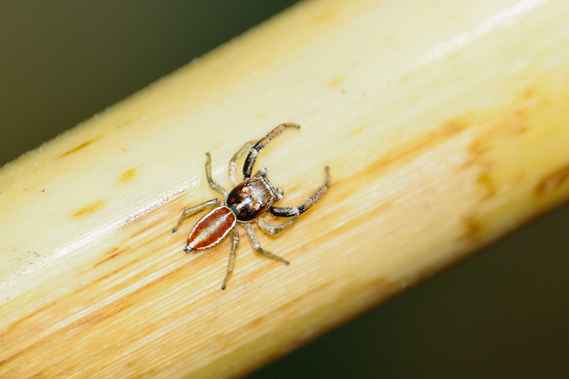 Icius cf. hamatus - Malta